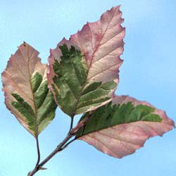 Htre  feuilles tricolores